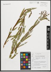 Foto von Salix purpurea L.